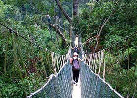 Take a professional tour of the rainforest in Taman Negara