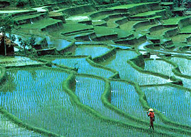 terraced-rice-paddies