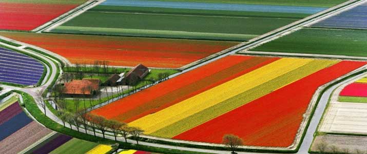 tulip-fields-netherland