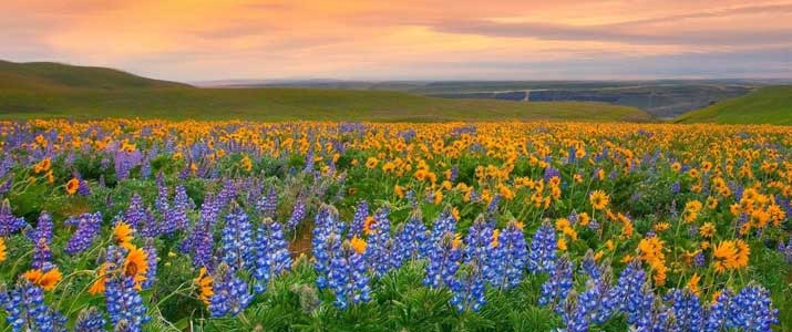 valley-of-flowers